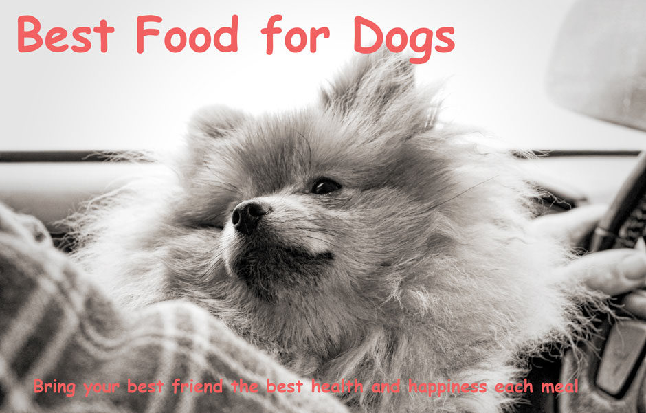 Best Food For Dogs